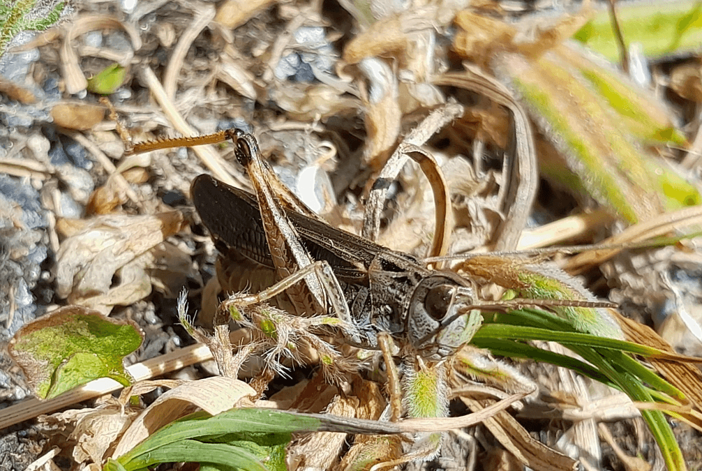Le Sténobothre cottien, nouvelle espèce en AURA !